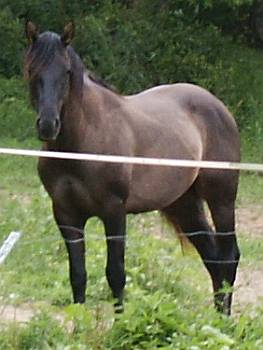 Grulla Reining Horse for sale