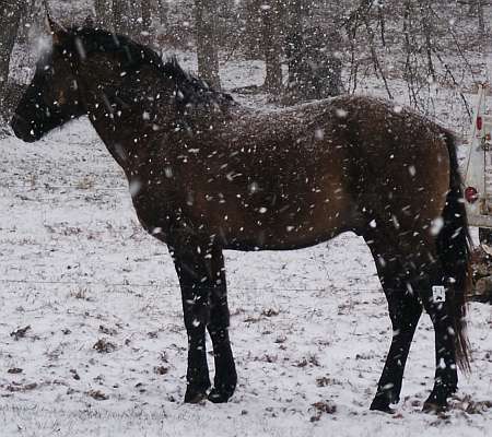 Grullo Stallion