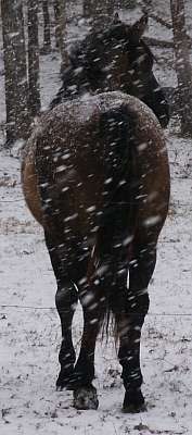 Grullo Stallion
