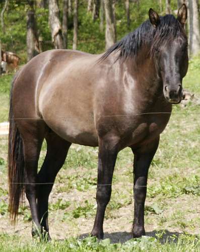 Grullo Stallion