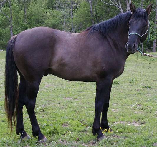 Grulla Reining Horse for sale