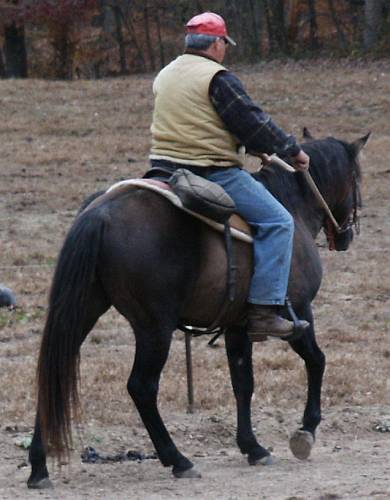 Grullo Stallion