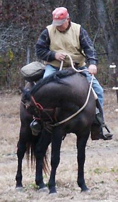 Grullo Stallion