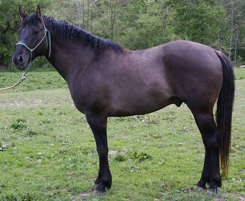 Grullo Stallion