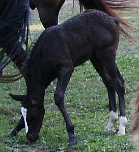Small gaited horse for sale