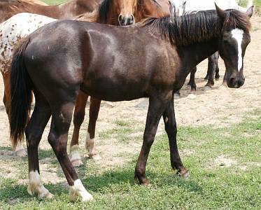 Gaited Filly for Sale