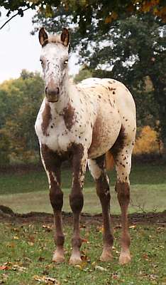 Leopard filly for sale