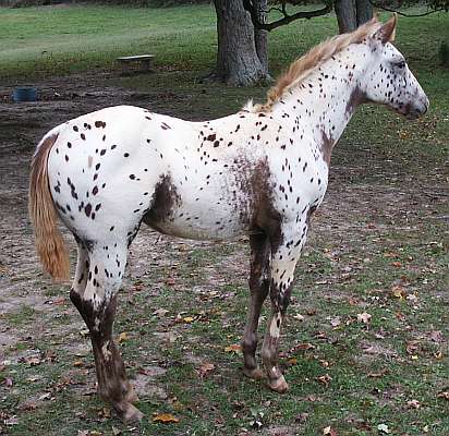 Descendant of Seabiscuit