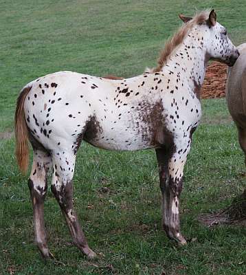 Appaloosa Barrel Horse Prospect