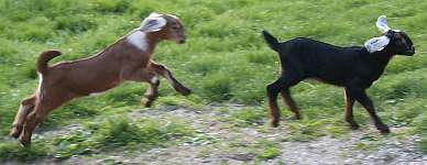 Goat Kids at play