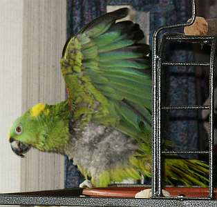 Parrot taking a bath