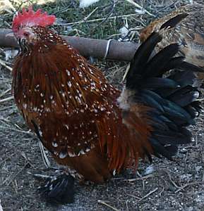 Mille Fleur d'uccle Rooster