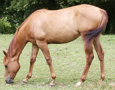 Reining Gelding for sale
