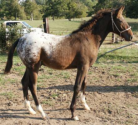 Gelding for Sale