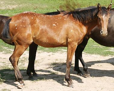 Bay ApHC Filly for Sale