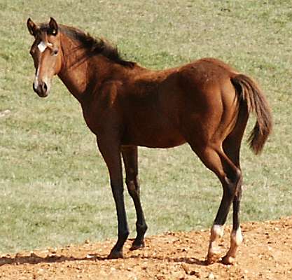AQHA Filly for sale