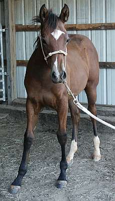 Quarter Horse Filly for sale