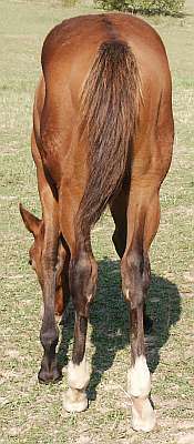 AQHA Bay Mare for sale