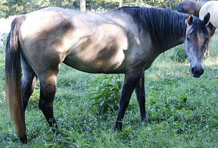 Grey AQHA Filly