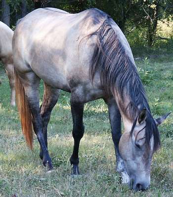Grey AQHA Filly