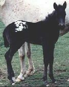 Click here to see Jazz's Babies