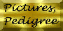 Click here for Pedigree & Pictures