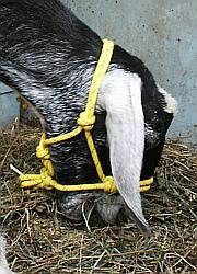 Goat Rope Halter