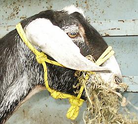 Our Nubian Milk Goat