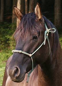 Holidoc Stallion Prospect