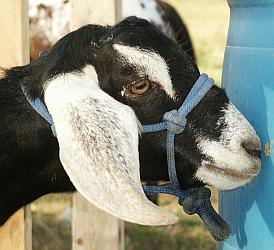 Goat Rope Halters