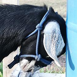 Goat Halter for sale