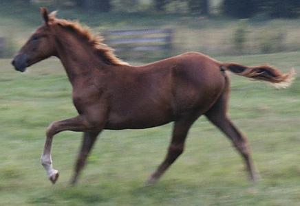 Tennessee Walker Colt for Sale