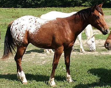 ApHC Bay Blanketed Gelding