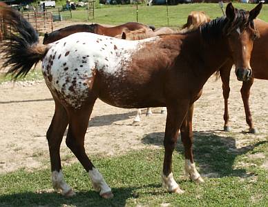 ApHC Blanketed Gelding for sale