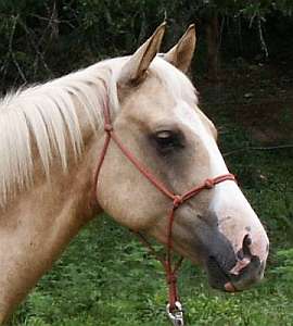 1/4 gauge Rope Halter
