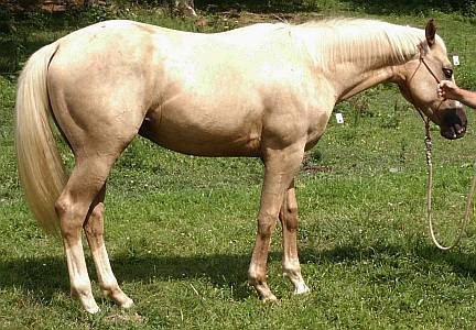 AQHA Palomino