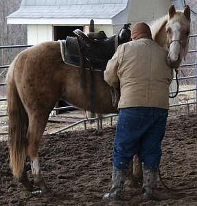 Palomino Gelding for sale