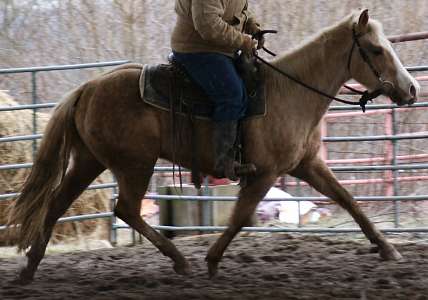 Quarter Horse Gelding