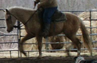 Quarter Horse Gelding