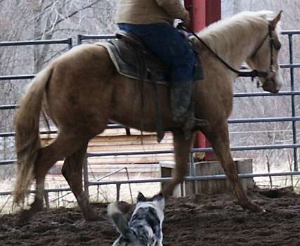 Quarter Horse Gelding