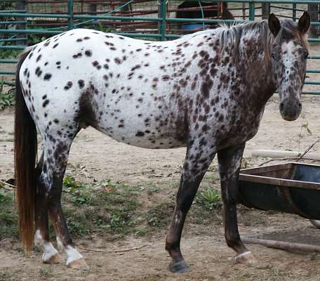 ApHC Gelding