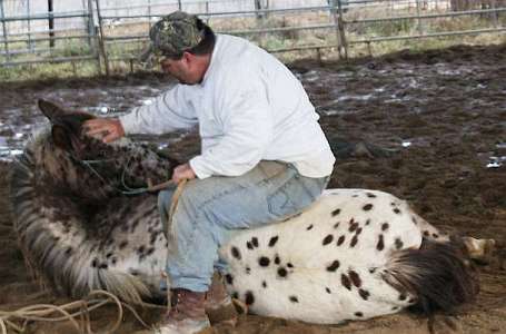 Leopard Appaloosa