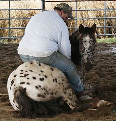 Leopard Appaloosa