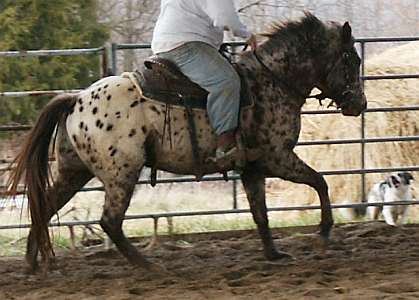 Leopard Appaloosa