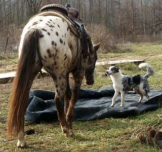 Leopard Appaloosa