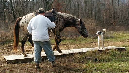 Leopard Appaloosa