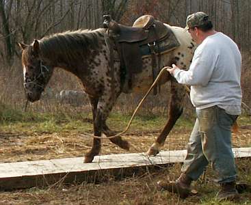 Leopard Appaloosa
