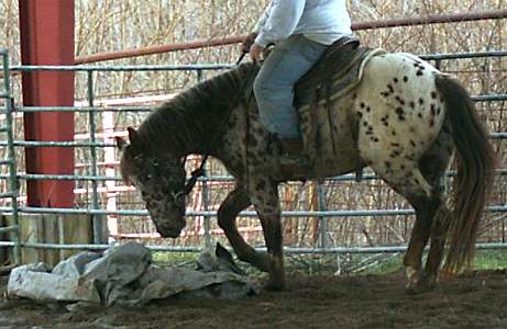 Leopard Appaloosa