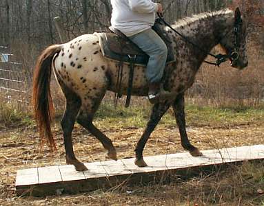 Leopard Appaloosa