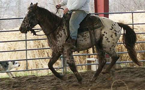 Leopard Appaloosa